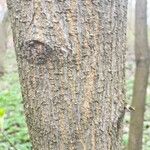 Acer negundo 樹皮