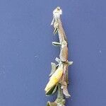 Genista pilosa Bark