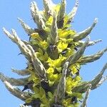 Puya chilensis Other