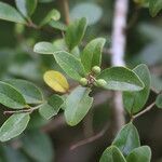 Ligustrum sinense Hedelmä