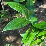 Ixanthus viscosus Hoja