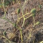 Datura stramonium Frucht