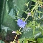 Cichorium endiviaFlower