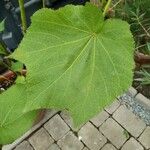 Sparrmannia africana Leaf