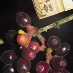 Sorocea pubivena Fruto