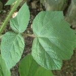 Rubus phoenicolasius Feuille