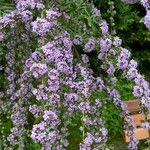 Buddleja alternifolia Kwiat