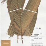 Geonoma maxima Folla