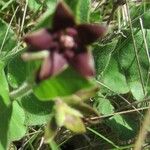 Matelea biflora Flor