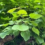 Catalpa ovata Yaprak