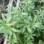 Galium aparine برگ