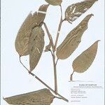 Ischnosiphon puberulus Hoja