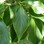 Cornus kousa Blatt