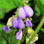 Neustanthus phaseoloides फूल