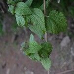 Urtica morifolia Leaf