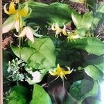 Erythronium tuolumnenseFlor