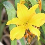 Hemerocallis middendorffii Λουλούδι