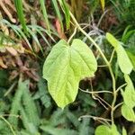 Passiflora foetidaList