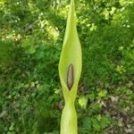 Arum maculatumFlower