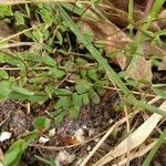 Linum catharticum Leaf