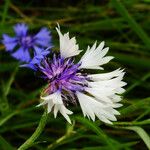 Cyanus segetum Flor