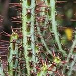 Euphorbia aeruginosa Blatt