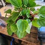 Peperomia albovittata Ліст