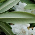 Rhododendron decorum Folha