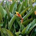 Strelitzia reginae Habitus