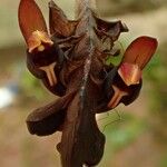 Bulbophyllum magnibracteatum Flower