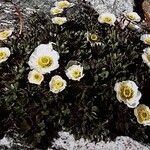 Ranunculus glacialis Libunga