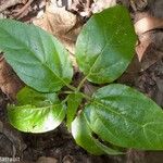 Ceodes grandis 整株植物