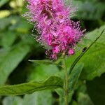 Spiraea salicifolia 花
