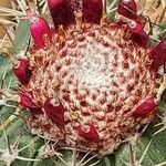 Melocactus matanzanus Цветок