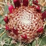 Melocactus matanzanus Blüte