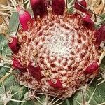 Melocactus matanzanus Květ