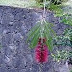 Melaleuca viminalis 花