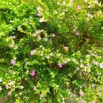 Cuphea hyssopifolia Flors