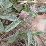 Hyptis atrorubens Leaf