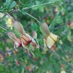 Caragana sinica Flower