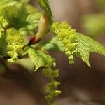 Acer rufinerve Flor