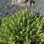 Tanacetum annuum Flower