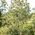 Dombeya ciliata Hábito