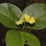 Vigna luteola Flower