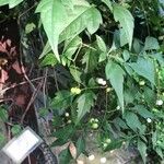 Ampelopsis japonica ഇല