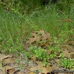 Galium porrigens Hábito