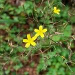 Lactuca muralisBlüte