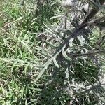 Cirsium eriophorum Blad