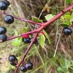 Rhamnus alaternusFruit