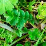 Erodium moschatum Leaf